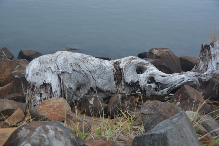 large piece of driftwood on bank of Netarts Bay
